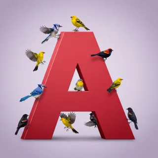 Birds — letter A (variant 2)