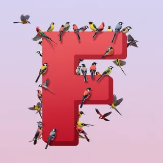 Birds — letter F