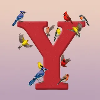 Birds — letter Y (variant 2)