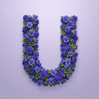 Blue pansies — letter U