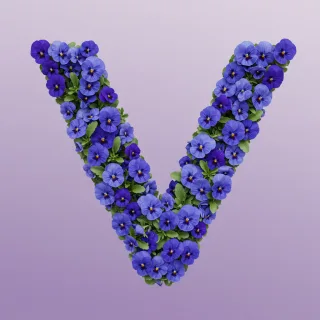 Blue pansies — letter V