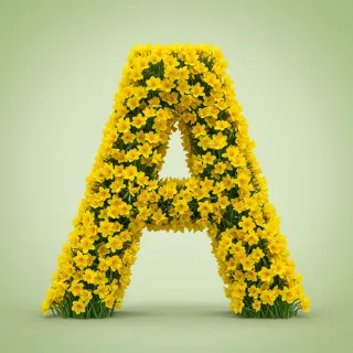 Daffodil 2