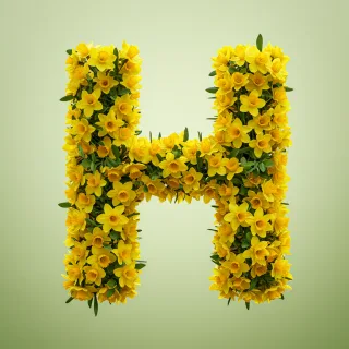 Daffodil 2 — letter H (variant 2)