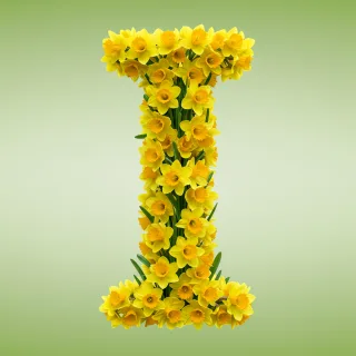 Daffodil 2 — letter I