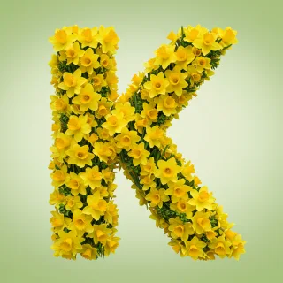 Daffodil 2 — letter K