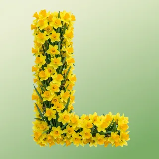 Daffodil 2 — letter L