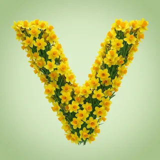 Daffodil 2 — letter V