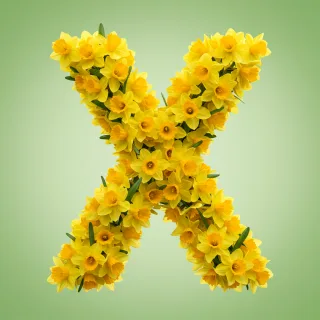 Daffodil 2 — letter X