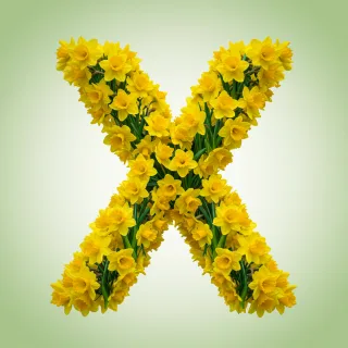 Daffodil 2 — letter X (variant 2)