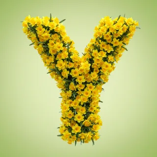 Daffodil 2 — letter Y (variant 2)