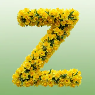 Daffodil 2 — letter Z