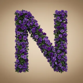 Pansies 3 — letter N