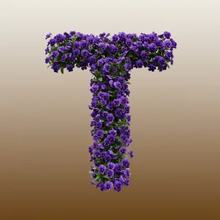 Pansies 3 — letter T (variant 2)
