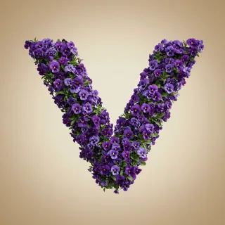 Pansies 3 — letter V