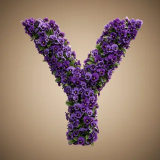 Pansies 3 — letter Y