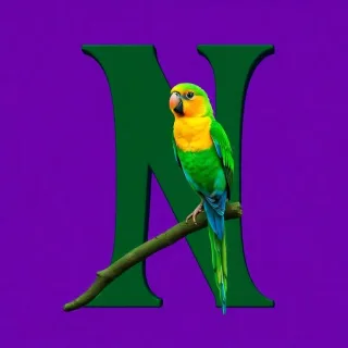 Parrot — letter N