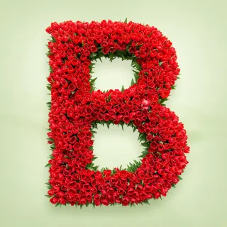 Red tulips — letter B