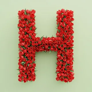 Red tulips — letter H
