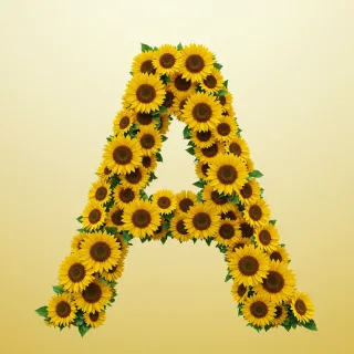 Sunflower 3