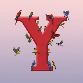 Birds — litera Y