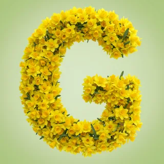 Daffodil 2 — litera G (wariant 2)