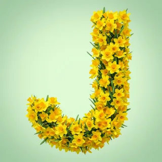 Daffodil 2 — litera J
