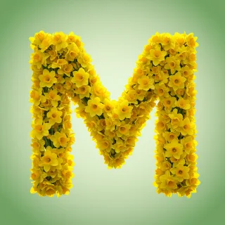 Daffodil 2 — litera M