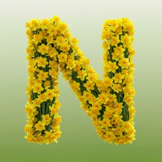 Daffodil 2 — litera N