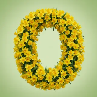 Daffodil 2 — litera O