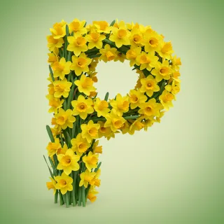Daffodil 2 — litera P