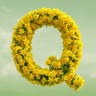 Daffodil 2 — litera Q