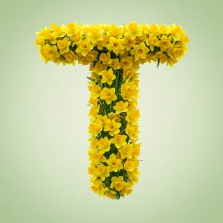 Daffodil 2 — litera T