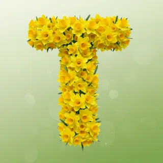 Daffodil 2 — litera T (wariant 2)