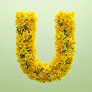 Daffodil 2 — litera U