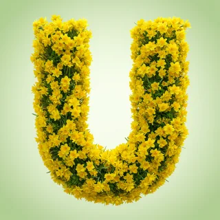 Daffodil 2 — litera U (wariant 2)