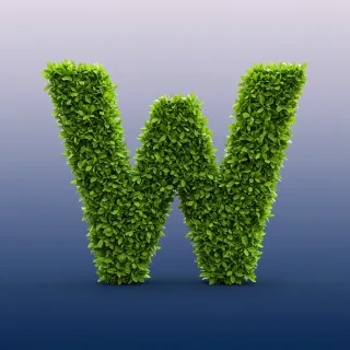 Green leaves 2 — litera W