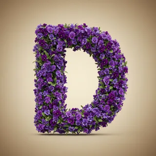 Pansies 3 — litera D