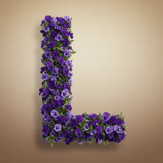 Pansies 3 — litera L