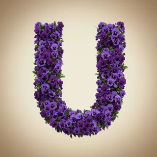 Pansies 3 — litera U