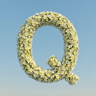 Plumeria — litera Q
