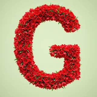 Red tulips — litera G