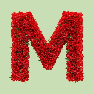 Red tulips — litera M