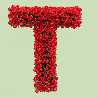 Red tulips — litera T (wariant 2)