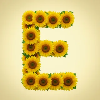 Sunflower 3 — litera E