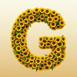 Sunflower 3 — litera G