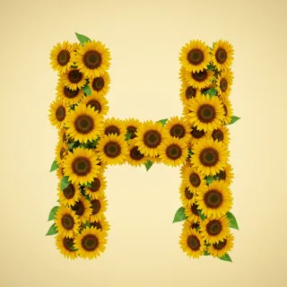 Sunflower 3 — litera H