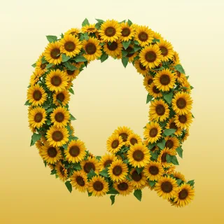 Sunflower 3 — litera Q (wariant 2)