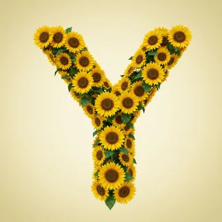 Sunflower 3 — litera Y